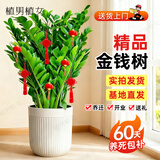 植男植女金钱树大型盆栽植物室内客厅落地办公室轻奢招财好养绿植源头直发
