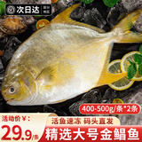百库特大金鲳鱼 新鲜冷冻金昌鱼深海鱼类平鱼烧烤火锅食材海鲜水产 精选大金鲳鱼900g/2条