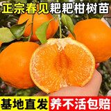 绿达春见耙耙柑树苗桔子苗不知火丑橘苗南方北方种植柑橘树苗当年结果 春见耙耙柑树苗 3年苗 80cm(含)-89cm(含)