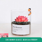 绿荫巷子多肉植物类绿植盆栽肉肉办公室内仙人掌球桌面带盆好养活小盆景 【红宝石】高透玻璃杯土砂+杯口猫咪