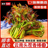 青樱红荔云南露天香椿嫩芽【顺丰送货上门】头茬香椿当季现摘红油香春叶菜 1000g 【划算装】