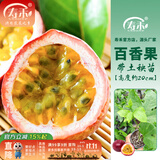 寿禾 百香果苗果树苗黄金百香果当年结果南方种树苗带土苗四季水果苗 (约20cm)百香果苗1棵