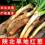 金百粟【绥德馆】陕北山地红葱黄土高原旱地红皮葱配料炖羊肉火锅料炒菜 5斤净重4.8斤+【老农种植精选】