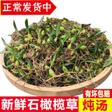 辰实【现货】广东新鲜石橄榄草 双叶石仙桃 现采石橄榄 双叶小号石橄榄500克