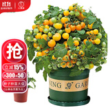 大禹矮生番茄苗盆栽小西红柿苗带土秧苗种子圣女果树苗寿光水果蔬菜苗 黄矮生盆栽小番茄苗1盆 带盆土