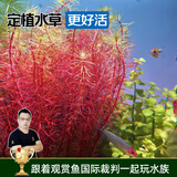 云峰海瑞水草活体懒人草鱼缸造景活体水草套餐鱼缸水草有茎类中后景真水草 【好养易活】红松尾（5只一组）