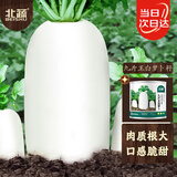 北蔬 萝卜种子苗特大型白萝卜冬春蔬菜种籽 九斤王白萝卜种子80g桶装
