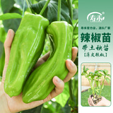 寿禾 辣椒苗各种椒苗寿光菜苗苗子朝天椒树苗带土发货秋冬山东蔬菜苗 薄皮辣椒苗3棵