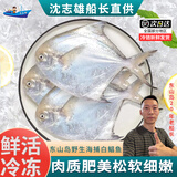 沈志雄 船长国产福建东山岛澳角村海鲜海捕白鲳鱼鲳鱼平鱼银鲳鱼小白鲳 中白鲳4条共1.7-1.9斤