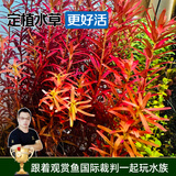 云峰海瑞水草活体懒人草鱼缸造景活体水草套餐鱼缸水草有茎类中后景真水草 【颜色艳丽】红宫廷（8-10只一组）