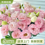 云南鲜花批发品质玫瑰百合水养鲜切花送女友生日礼物源头直发 粉色系洋桔梗200g 【任选2件—不收运費】