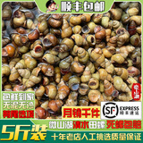 云映渔舟微山湖鲜活清水田螺新鲜螺蛳无泥无沙活体的大石螺可剪尾螺丝顺丰 3斤剪尾田螺（净重包鲜到家） 1500g