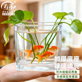 寿禾 透明水培玻璃瓶花盆种球方形加厚种植杯  10*10cm方形水培玻璃瓶