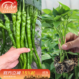 寿禾 辣椒苗各种椒苗寿光菜苗苗子朝天椒树苗带土发货秋冬山东蔬菜苗 线椒苗6棵