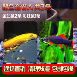 云峰海瑞清洁鱼活体热带鱼观赏鱼水族宠物工具鱼垃圾鱼老鼠鱼鱼缸除藻 鼠鱼套餐A 共3条