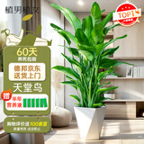 植男植女天堂鸟盆栽客厅室内好养大型落地绿植办公室大叶鹤望兰源头直发