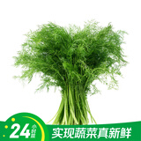 【24小时菜】茴香300g