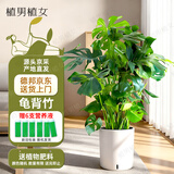 植男植女老桩龟背竹大盆栽客厅室内大型植物真绿植办公室新房好养源头直发