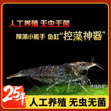 云峰海瑞黑壳虾清洁虾观赏虾活体淡水 鱼缸水族箱水草缸清洁除藻淡水宠物 【清洁大师】黑壳虾20+10备损