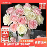 京东鲜花粉色加白色玫瑰各10枝山东基地送女朋友礼物枝长40cm源头直发