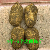 昭通天麻;ZHAOTONG RHIZOMA GASTRODIAE天麻 云南昭通新鲜天麻 小草坝深山老林乌天麻 滋补食材 非 黄金 大果（4-5个每斤） 1斤试吃