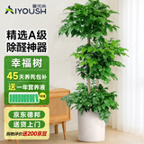 爱优尚幸福树盆栽客厅室内大型绿植办公室乔迁新家绿宝净化空气源头直发