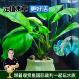 云峰海瑞水草活体懒人草鱼缸造景活体水草套餐鱼缸水草有茎类中后景真水草 【好养易活】小巴榕水草一颗