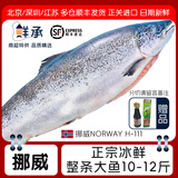 鲜承 冰鲜三文鱼进口整条生鲜挪威冰鲜三文鱼肉(大西洋鲑)0度保鲜 冰鲜整条净重 5kg -6kg分切请留言