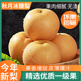 壹萌果蔬正宗山东冰糖梨脆甜当季新鲜秋季月丰水梨水果中秋送礼整箱发出 5斤至臻果【单果350g+】净4.5斤