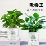 绿荫巷子大叶绿公主金钻植物办公室内客厅花卉吸甲醛好养易活绿植盆栽 2盆【自吸盆】大叶金钻+绿萝