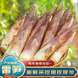 京鲜生福建武夷山雷笋新鲜现挖5斤装源头直发