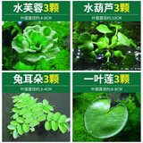 疯狂水草乌龟缸造景龟缸植物浮萍水草水培绿植景观水植物造景源头直发包邮