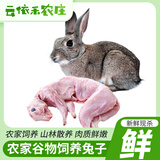 云依禾农庄 兔肉白条兔子肉整只 新鲜现宰兔子 净重1kg 兔肉生鲜