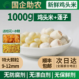 国企助农【苏州特产】正宗本地农产品鸡头米新鲜2025现剥顺丰包邮 500g鸡头米+500g太湖莲子 （搭配食用效果更佳）