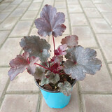 逸棵 矾根花苗 植物花卉绿植花卉多年生四季种易活阳台庭院盆栽 1株李子布丁小苗【叶片颜色随季节随机变化】 1株