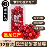 【顺丰速运】黑龙江抚远新鲜蔓越莓冷冻鲜果女性泡水酸水果莓浆果 【抚远蔓越莓·鲜果】80g*2盒-发顺丰