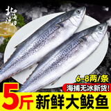 北海湾 鲅鱼 海捕新鲜活鲐大鲅鱼 马鲛鱼整条冷冻马友鱼海鲜马交鱼 海捕大鲅鱼 净重5斤【6-8两/条】