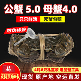 【活蟹】阳澄高高大闸蟹 现货鲜活特大螃蟹公蟹母蟹 中秋送礼礼盒 4对8只装 公蟹5.0-5.3 母蟹4.0-4.3 苏州精挑蟹