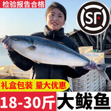 吕延彩特大黄金大鲅鱼新鲜冷冻20-30斤整条马鲛鱼冰鲜海鱼馅特产礼盒装 一条净重20-22斤【顺丰上门+精品礼盒】