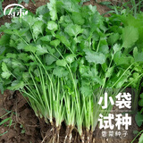寿禾 农家小叶香菜种子老品种四季芫荽蔬莱籽种籽阳台盆栽秋冬季菜籽 [小包试种]港翠香菜种子1000粒