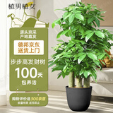 植男植女步步高造型发财树大棵盆栽客厅室内大型绿色植物办公室源头直发