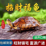御聚源【招财镇宅】纯种南石龟黄金长寿福龟乌龟活物 宠物龟小乌龟活体 2-3两（8-9厘） 2只情侣装