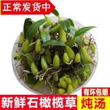 辰实【现货】广东新鲜石橄榄草 双叶石仙桃 现采石橄榄 单叶中大号石橄榄500克