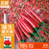 北蔬 朝天椒辣椒种子种苗簇生指天椒红椒盆栽菜籽 簇生朝天椒种子60粒