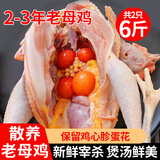岽鲜 鸡 老母鸡 农家散养土鸡肉 新鲜冷冻整只炖汤鸡肉生鲜 黄油老母鸡2只 净重3斤/只