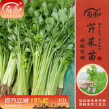 寿禾 蔬菜苗活苗带土发货大全菜苗种苗秋冬各种秧苗山东寿光苗子阳台 小香芹菜苗10棵
