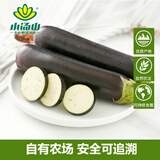 小汤山 长茄子 400g 基地直供新鲜蔬菜安全可追溯