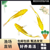 锦鲤活体观赏鱼耐养好养招财黄金锦鲤自来水可养耐活 精选黄金锦鲤 养殖技术+赠送饲料（单拍不发）