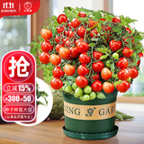 大禹矮生番茄苗盆栽小西红柿苗带土秧苗种子圣女果树苗寿光水果蔬菜苗 红矮生盆栽小番茄苗1盆 带盆土