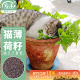 寿禾 猫薄荷种子苗盆栽猫零食香草种籽 咪咪草猫薄荷种子约1500粒*4袋